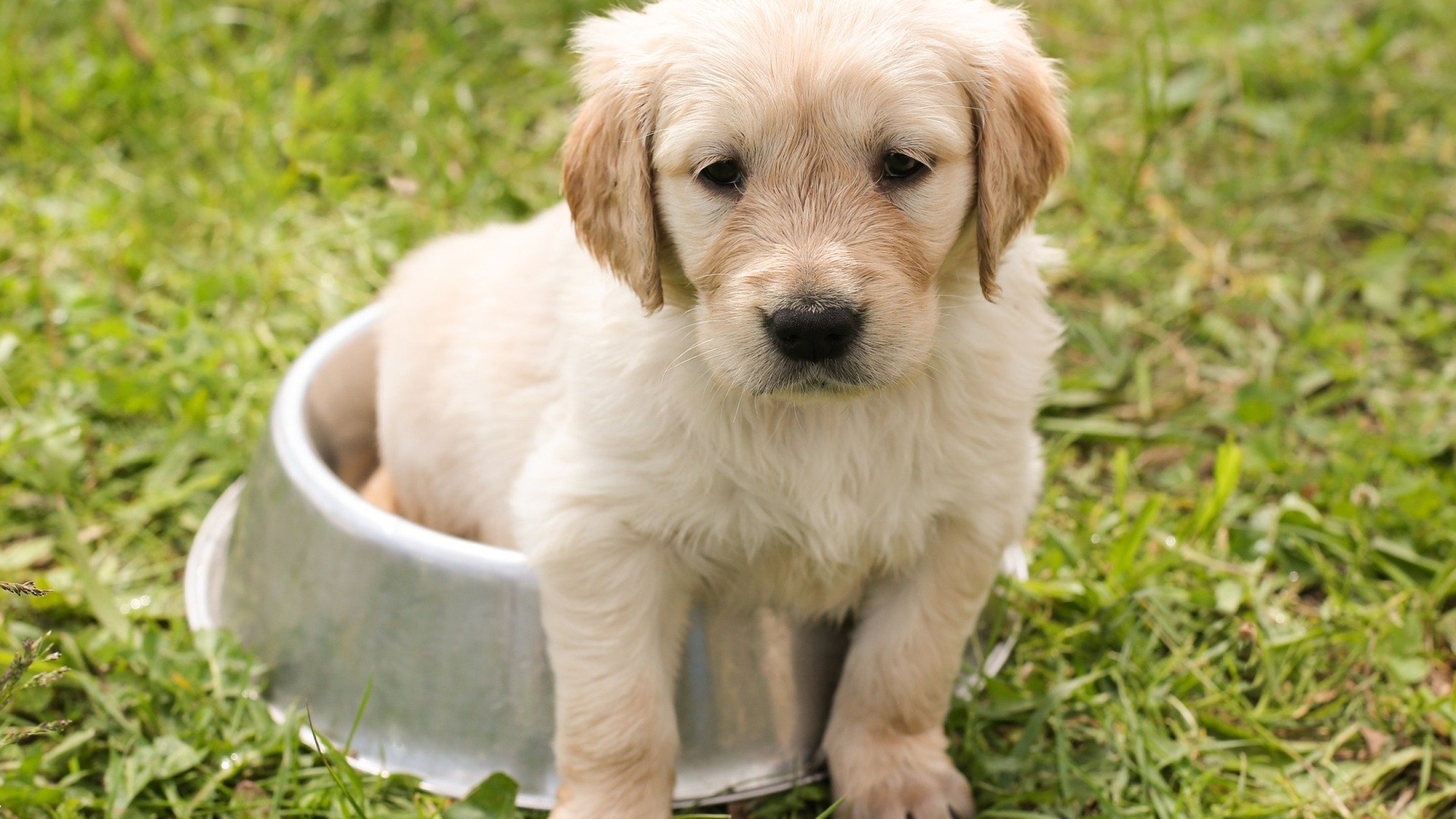 How To Make Dog Pee On Artificial Grass