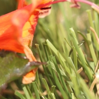 All Natural-75 close-up synthetic turf blades with red flower. Field Green, Olive Green colors.