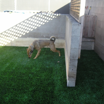 Grass patch for dogs home outlet depot