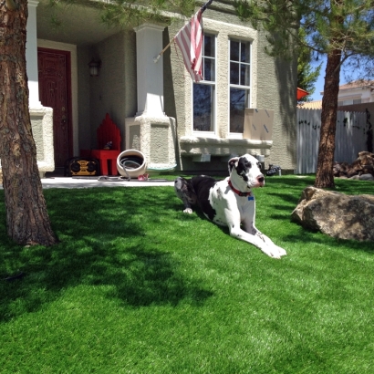 black white dog on artificial grass synthetic lawn front yard american flag green lawns trees