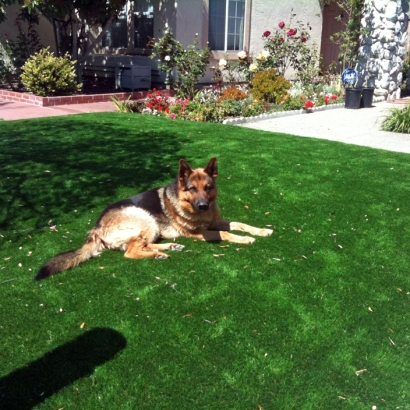 Artificial Grass Installation In La Jolla, California