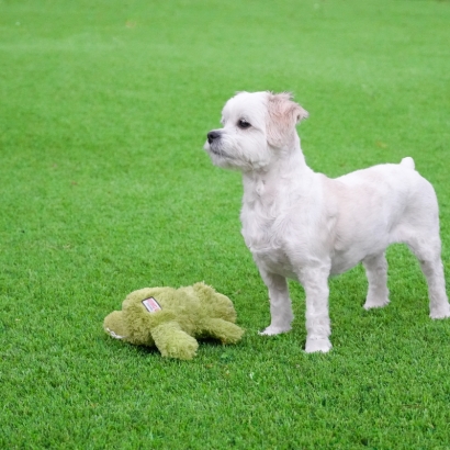 A small white dog standing on artificial grass, next to a green plush toy.