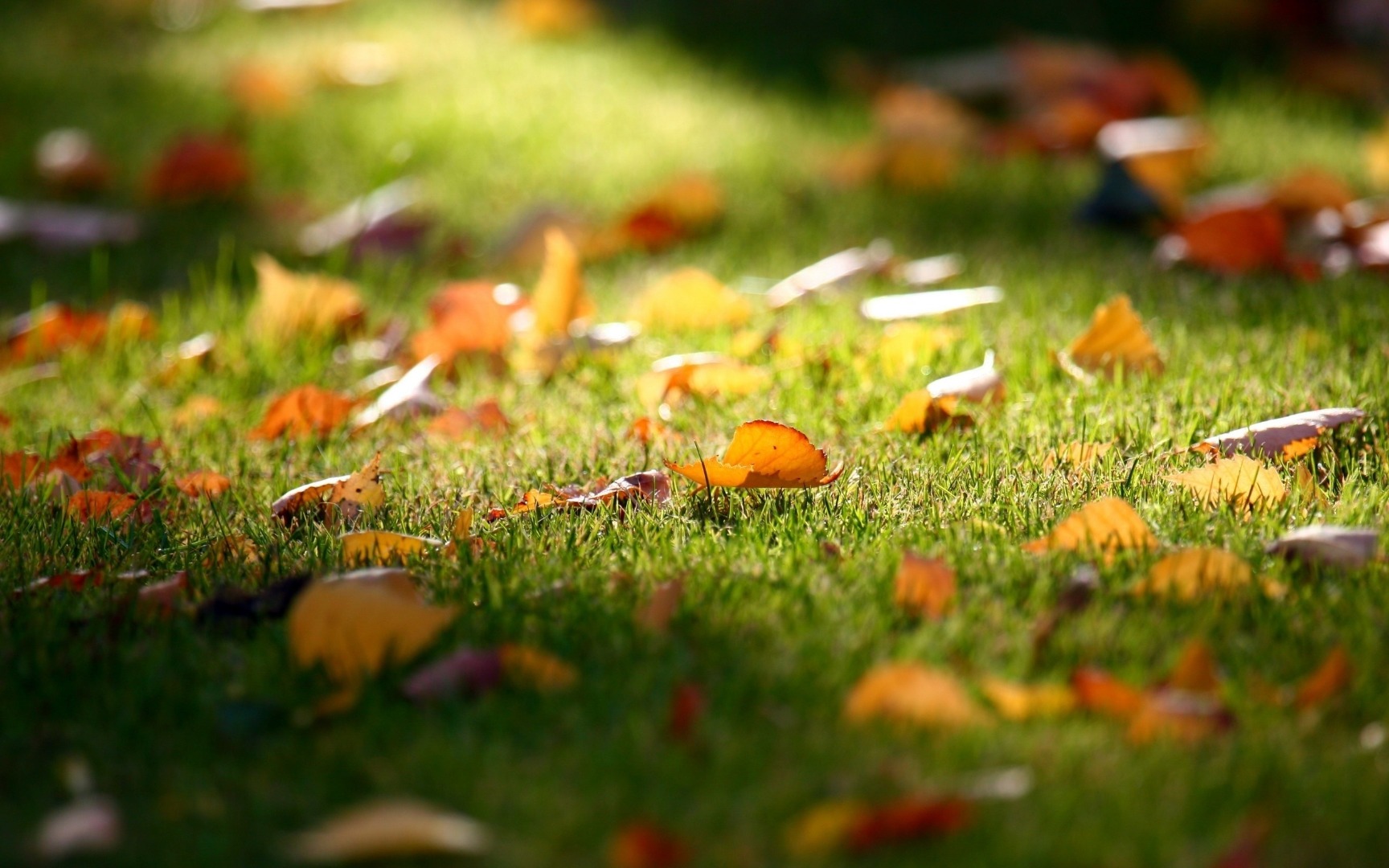 Artificial Grass During the Fall Season