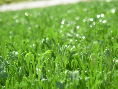 Sierra Pro-70 artificial grass,fake grass,synthetic grass,grass carpet,artificial grass rug