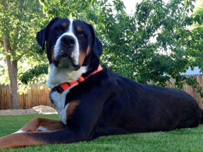 Large dog black and white laying lawn in the backyard.