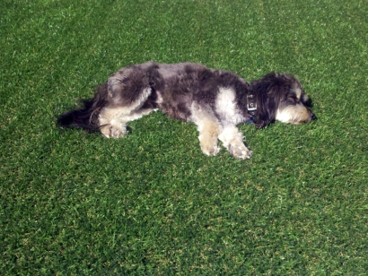 dog laying on grass synthetic turf lawn landscape pets black white dog relax sleep enjoy love grass