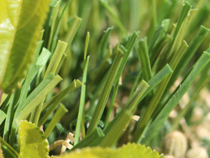 Artificial Grass 66 oz. S blade shape green emerald color