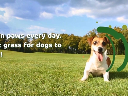 Dog playing on artificial grass on sunny day.