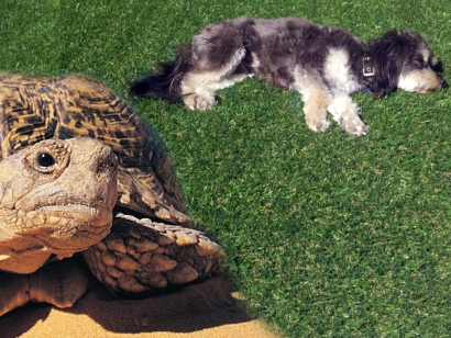 Desert Landscaping - Artificial Grass. Dog and turtle.