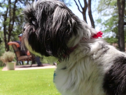 White and black small dog on artificial grass, synthetic turf