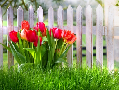 Save money water efficient landscaping, white fence, red tulips, green grass artificial turf