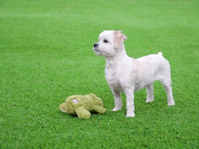 A small white dog standing on artificial grass, next to a green plush toy.