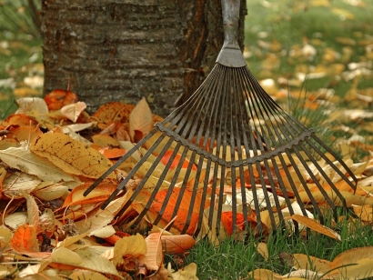 Fall yard clean-up, raking leaves with a garden rake