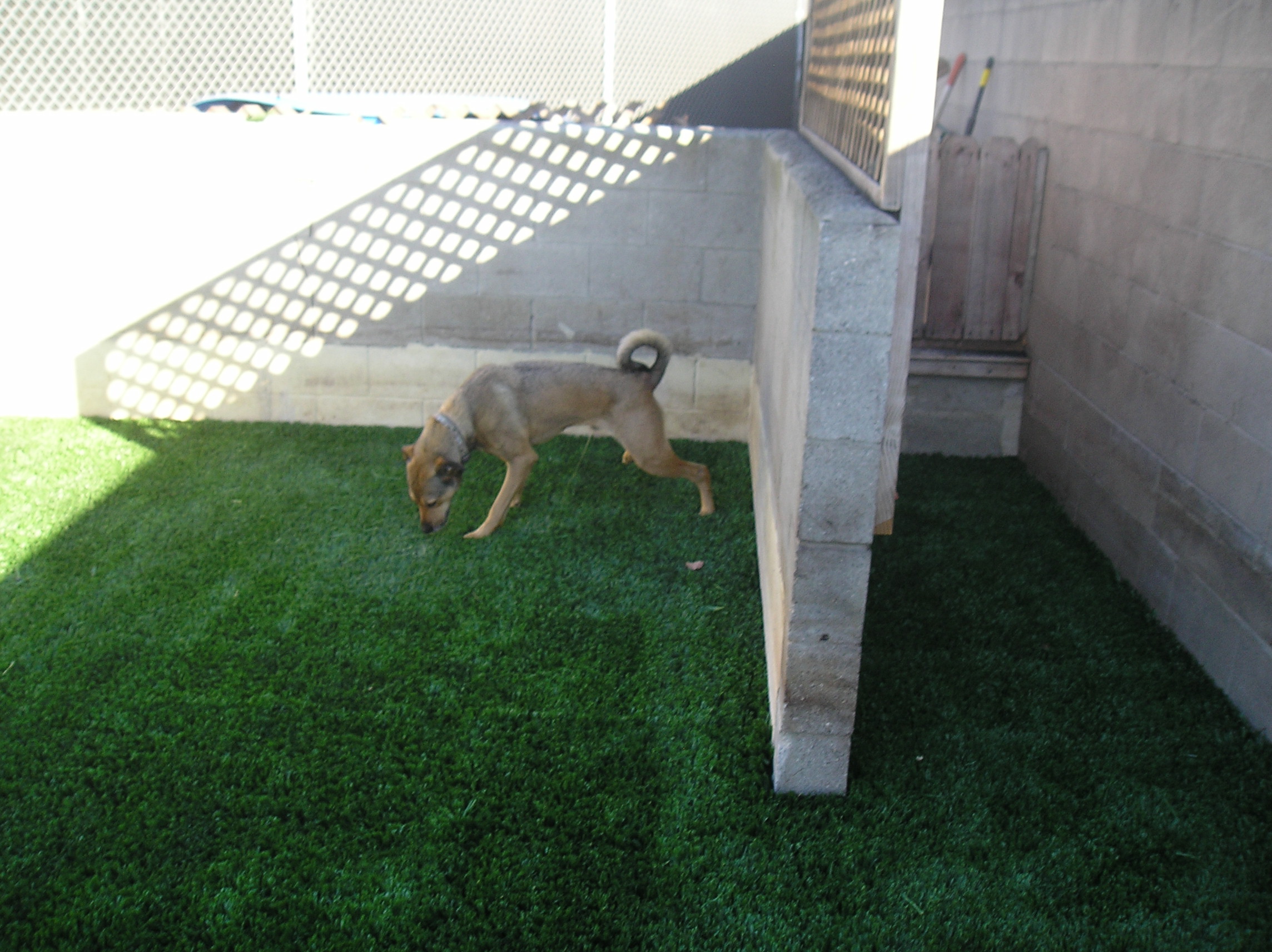 Customer review on Pet Turf artificial grass - Best dog grass ever Keith  Messineo